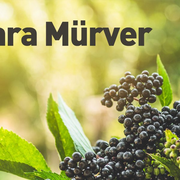 kara mürver 3